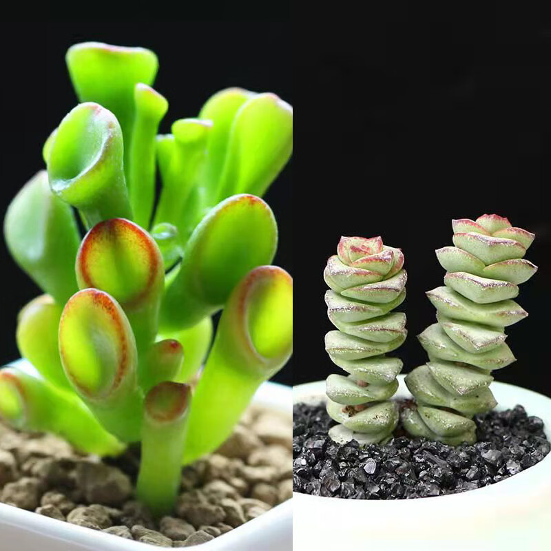 靠森(kaooseen)多肉植物吸财树绿植老桩室内办公养殖盆栽钱串精品3年