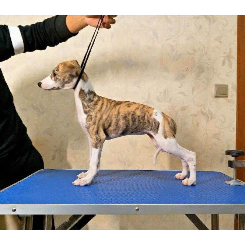 麦基乐灵缇犬幼崽格力犬格惠犬惠比特犬细狗活的猎兔犬抓鸡兔上山犬