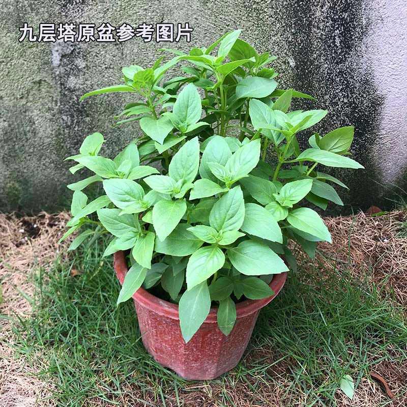 喵小杏九层塔苗可食用罗勒叶盆栽薄荷迷迭香金不换香草植物四季驱蚊