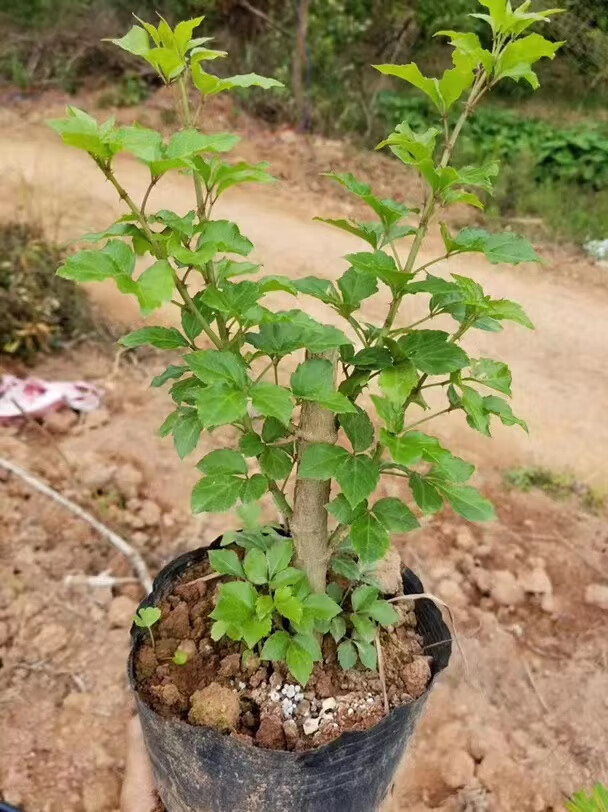 姒桀苦刺苗 簕菜苗 6棵苦刺心苗新鲜野植白簕鲜嫩勒菜三加皮农家 2颗
