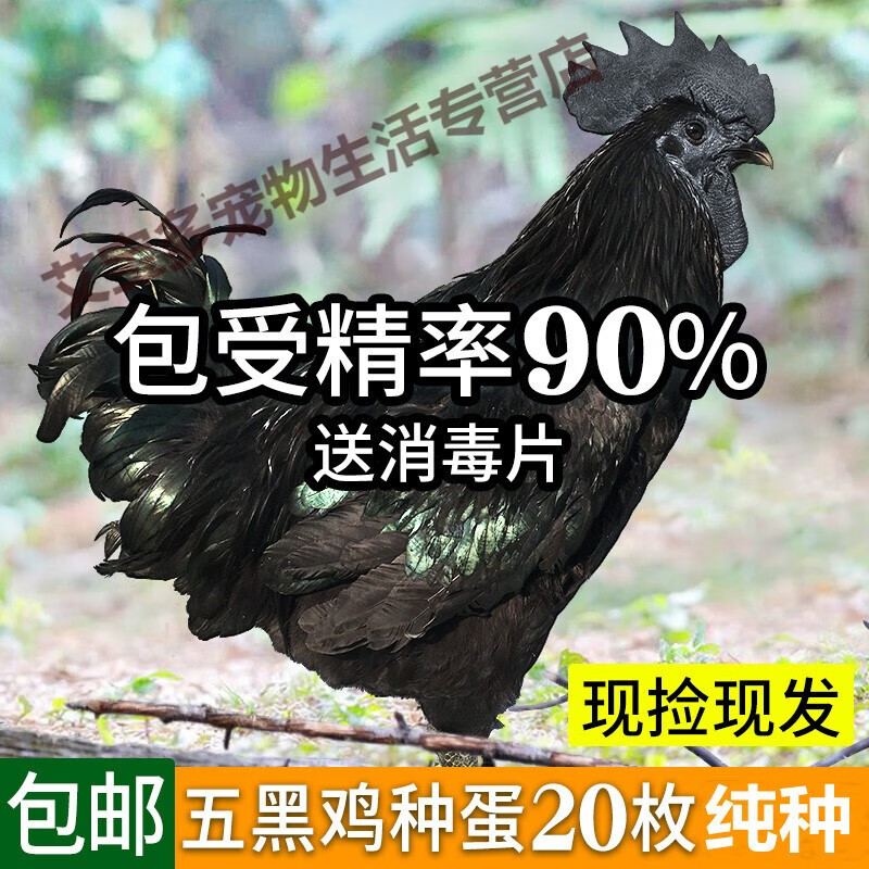 20枚五黑一绿鸡种蛋受精蛋可孵化小鸡乌骨鸡绿壳鸡蛋黑凤泰和乌鸡