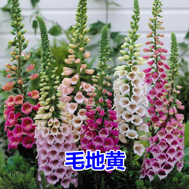 花草林木类历史价格走势|花草林木类价格比较