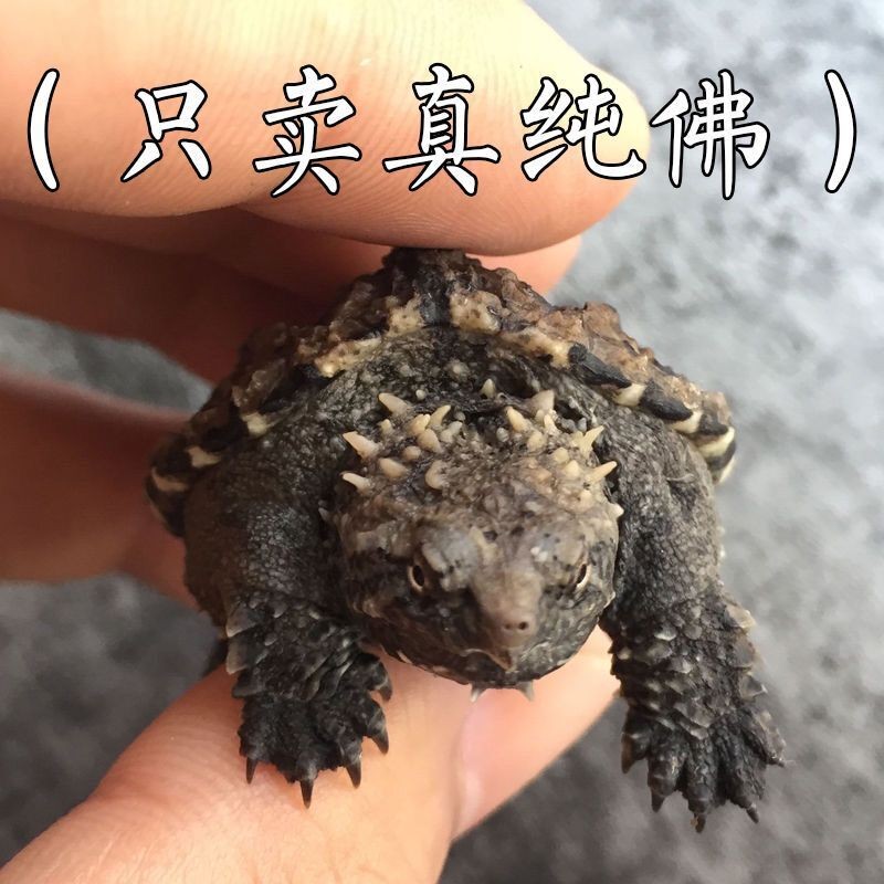 异宠活体商品的历史价格查询|异宠活体价格走势图