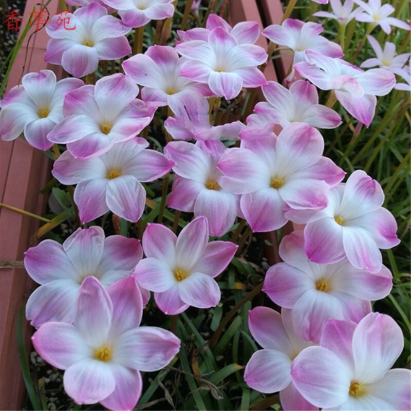 香葶苑葱兰花苗风雨兰韭兰花韭菜莲石蒜花种球根花卉室内外观花植物兰花紫粉裸根不带土 虎窝购
