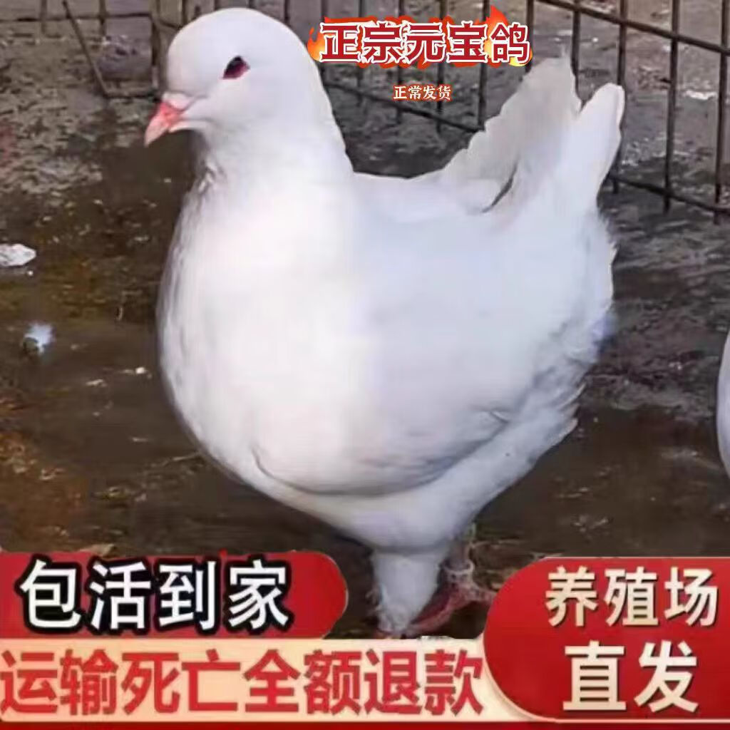 鸽子活体一对特大体型元宝鸽种鸽落地王公斤肉鸽子活的摩登那包活 白