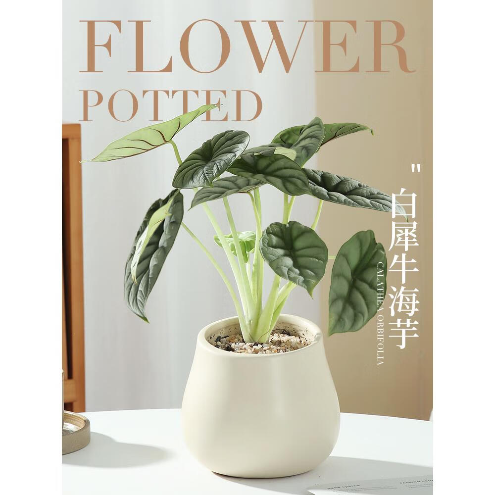 嘆為觀止綠植小盆栽辦公室桌面ins北歐風(fēng)植物室內(nèi)客廳擺件四季好養(yǎng) 白犀牛海芋+斜口盆