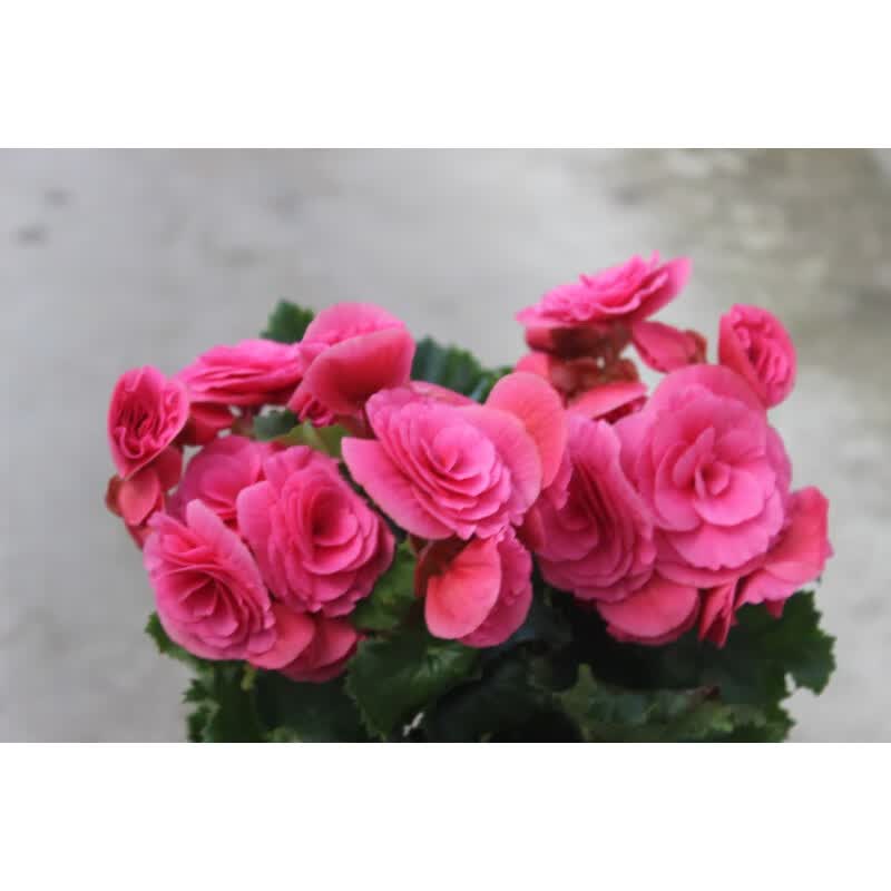 花卉玫瑰海棠盆栽四季玻璃海棠丽格海棠花苗带花发货 玫红色 不含盆