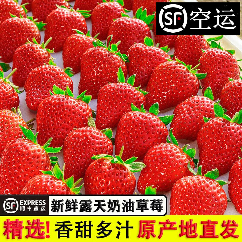 【顺丰空运】新鲜99红颜草莓牛奶草莓新鲜当季现摘露天奶油甜草莓 5斤精选果【独立网套+顺丰空运】