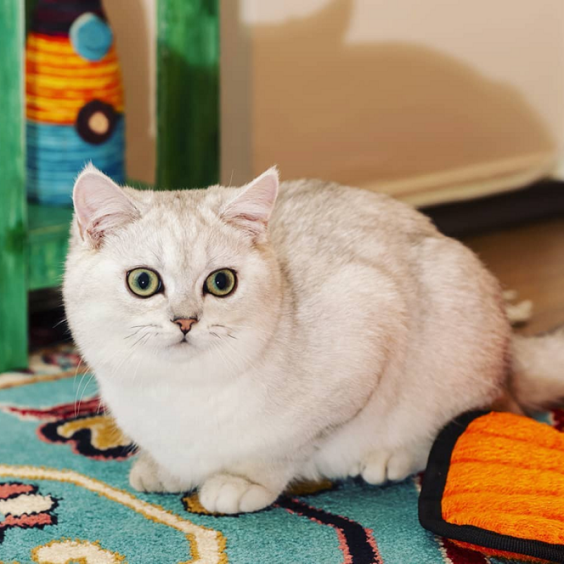英短蓝金银渐层银点金点猫咪活物幼体英国短毛猫幼猫家庭血统猫舍 英