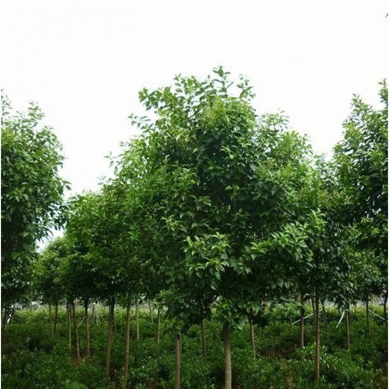 绿化工程苗大叶女贞树行道树四季常青占地拆迁树苗高杆女贞小树苗 1.