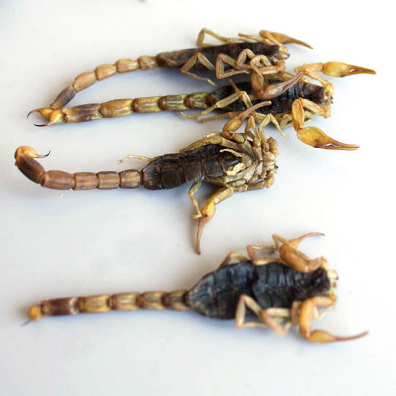 虎钢馋全蝎50g克全虫清水蝎干货钳蝎磨粉另售蜈蚣水蛭