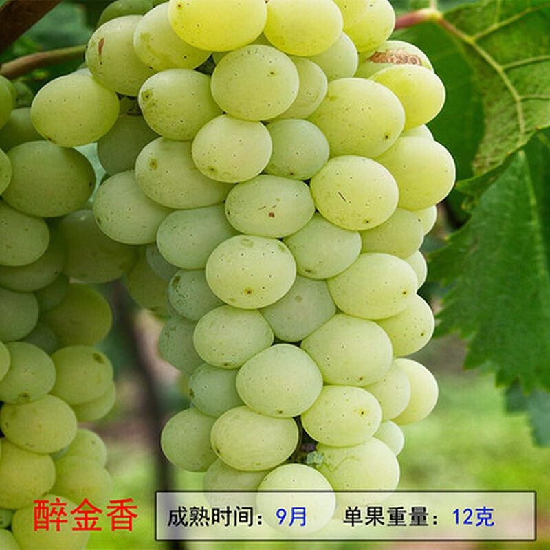 苗木价格变化趋势|苗木价格走势图