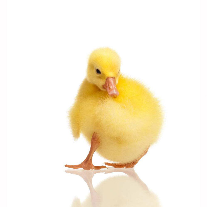 荣郁(5只装)蛋鹅活苗五龙鹅苗全母鹅年产150枚蛋高产鹅活体包活