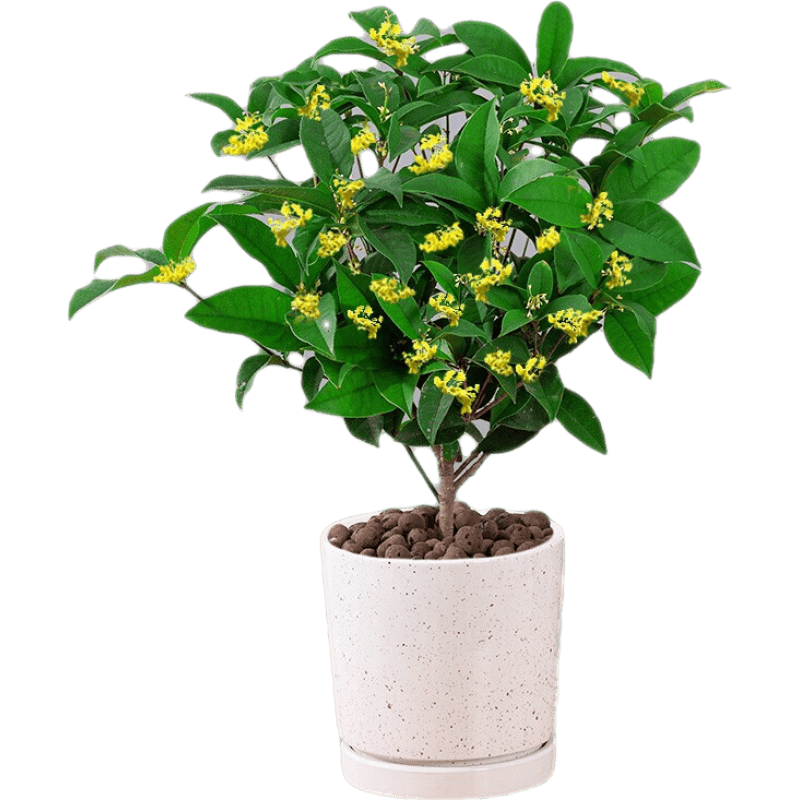 益綺椛桂花樹(shù)苗盆栽金桂四季桂室內外濃香型陽(yáng)臺花卉綠植庭院盆景植物 四季桂【四季開(kāi)花濃香】 5年苗【開(kāi)花多多】