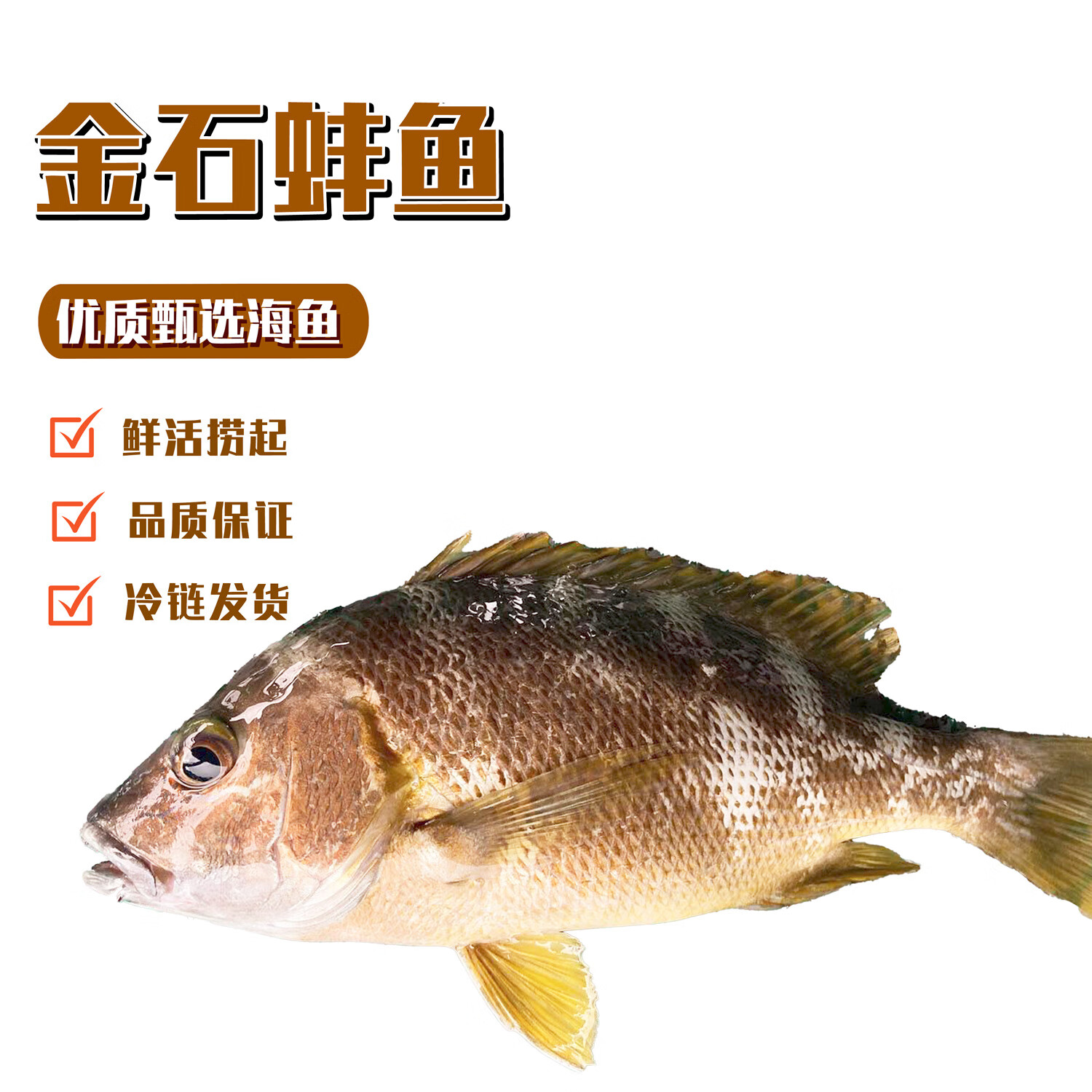 乃鲜海产品鲜活石蚌鱼 新鲜现捞整条活冻真空 鲜活冷冻真空石蚌鱼0.