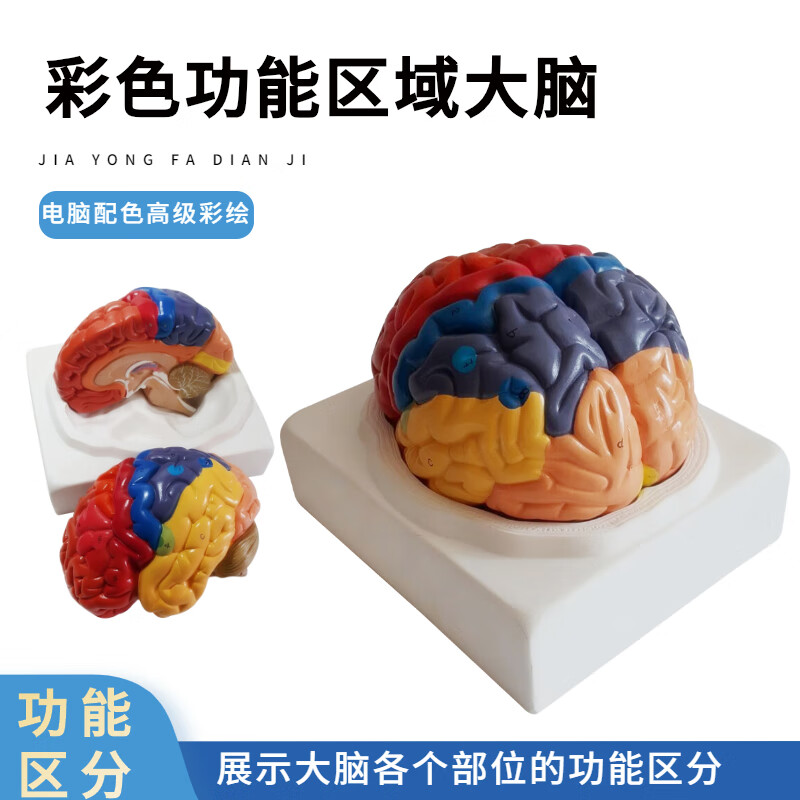 神经元模型 脑模型脑功能区域色分模型人体大脑解剖模型人脑动脉构造