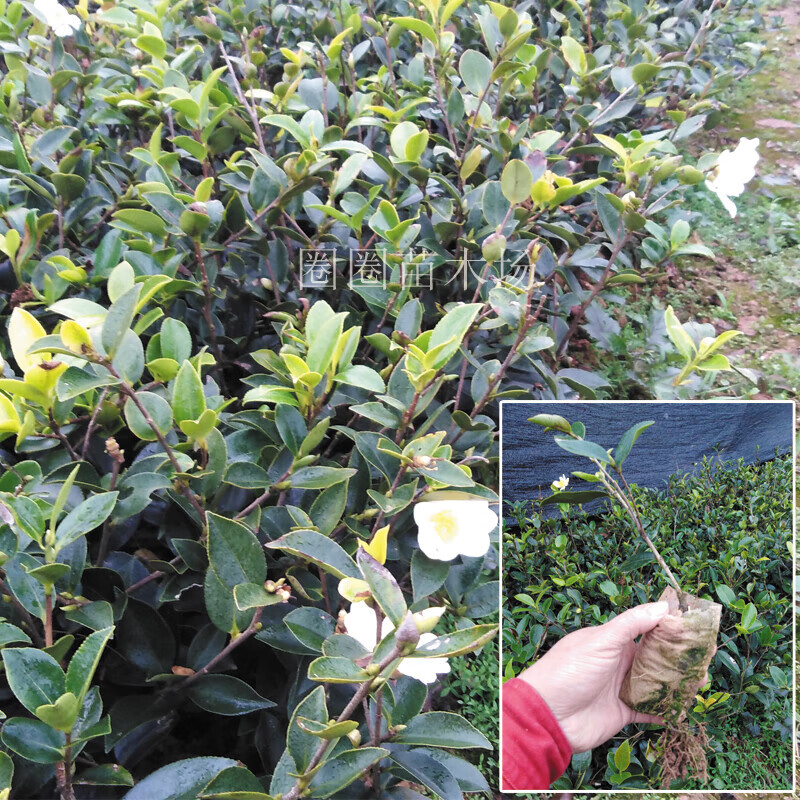 醉春木广西油茶苗树苗嫁接油茶树苗矮化良种茶籽油野山油茶油茶籽油