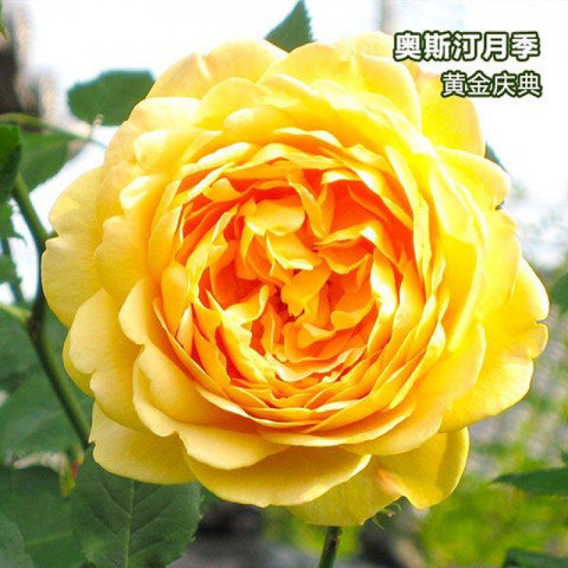 蔷薇花苗藤本月季大苗爬藤庭院玫瑰欧月爬墙攀 黄金庆典【大花四季】