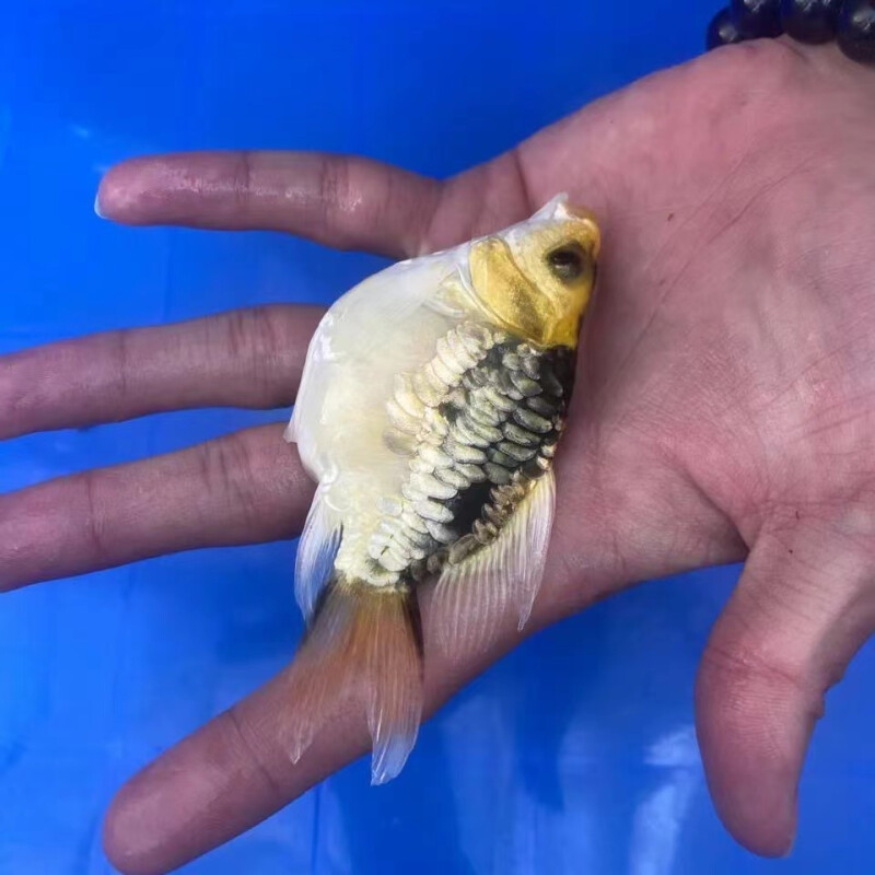 荣郁 新品种首正宗进口玛雅大酋长蝴蝶鲤大鳍大尾熊猫彩碟球体球形