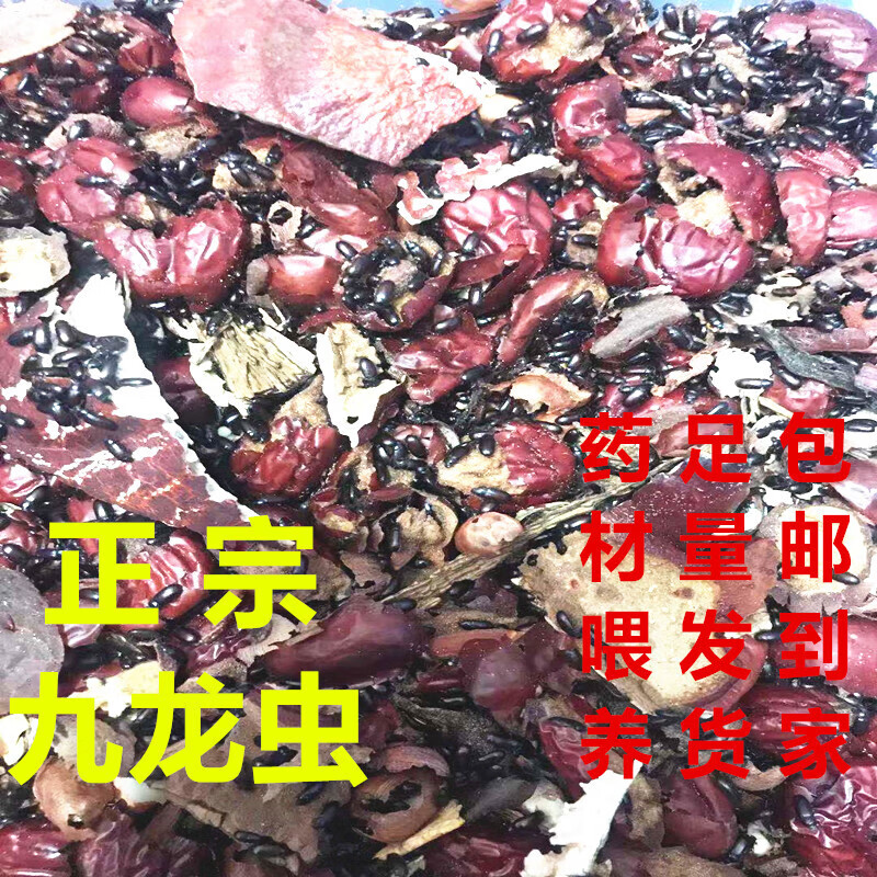 九龙虫活体幼虫长寿虫养生洋虫宠物虫长命虫药材喂养活虫 成虫100只赠