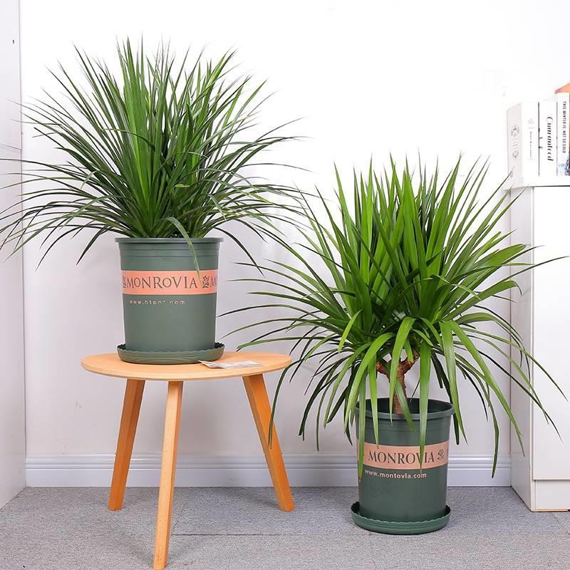 畅微 龙血树大苗盆栽 绿色植物龙须树 龙血木龙铁树室内客厅大型绿植