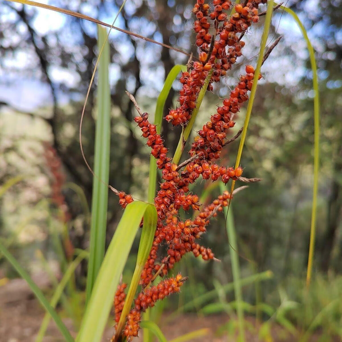 农家野高梁种子高产野生山稗子中草药材耐热一年生草本植物种籽 野