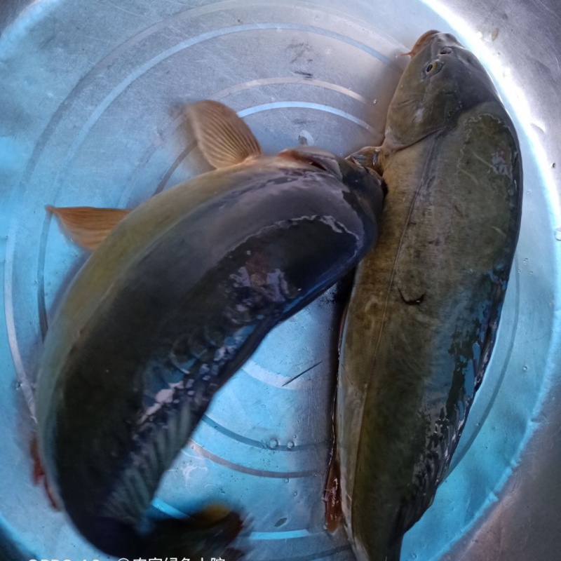 lism三道鳞营养价值极高无肌间刺肉质细嫩金宝鱼活鱼宰杀速冻发货 发