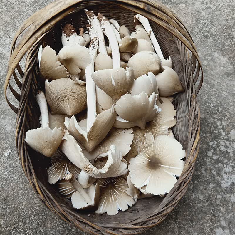 禾澹重庆山珍鸡枞菌菇蘑菇新鲜食用菌现摘菌伞把菇斗鸡菇500g 白色