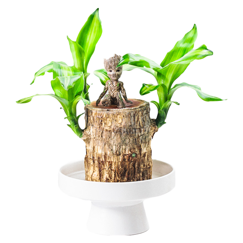 看绿植盆栽价格涨跌软件|绿植盆栽价格走势