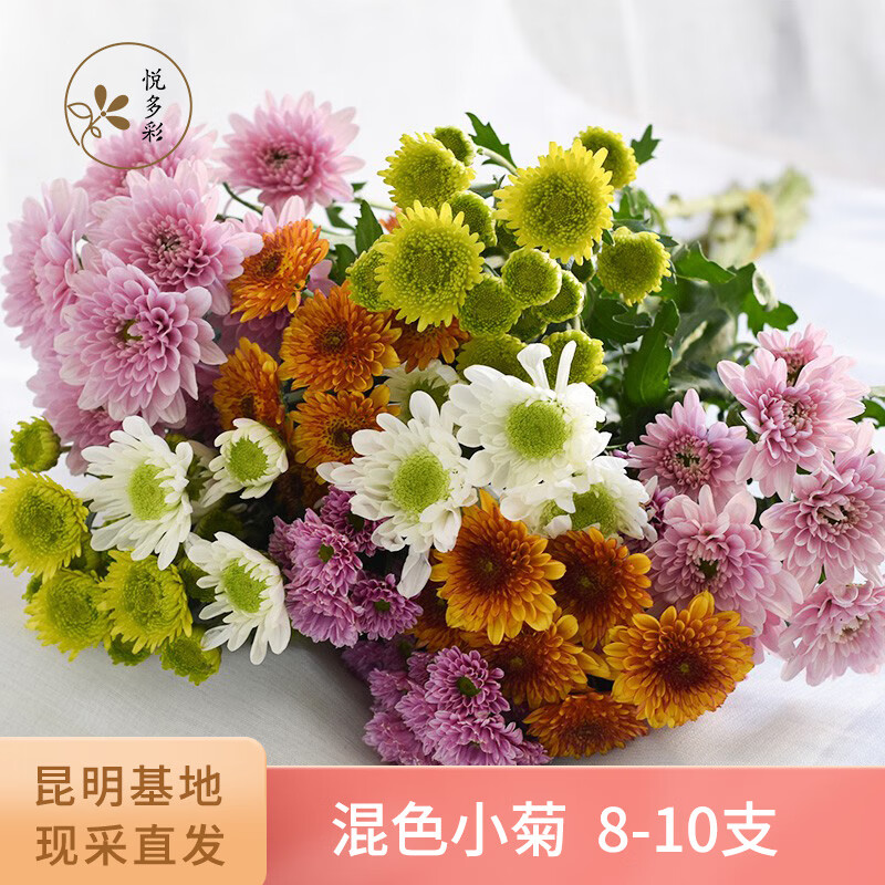 悦多彩小雏菊  鲜花速递云南基地直发乒乓菊花材办公室家庭水养鲜切花 小雏菊 （混色） 8-10支