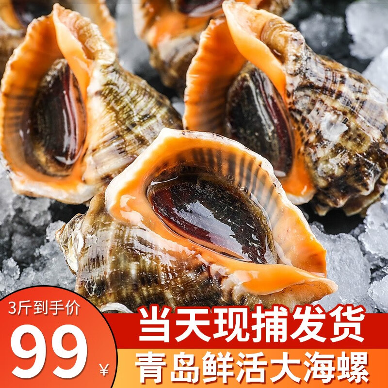 鲜渔翁 青岛大海螺鲜活3斤 特大新鲜海捕生鲜贝类其他水产 年货节 8-10只/斤 三斤装