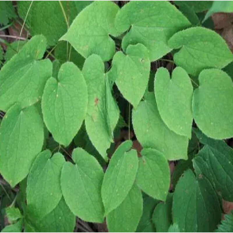 新采心叶淫羊藿种子中药材种子三枝九叶草种籽圆叶尖叶种子南北方