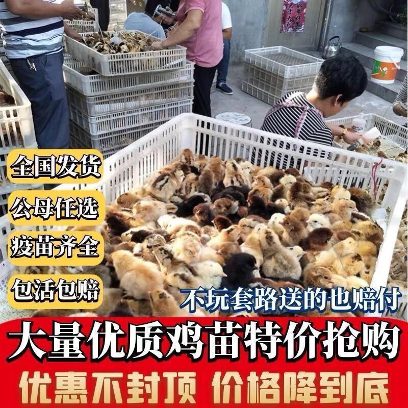 秋颖鸡苗三黄鸡苗仔麻鸡苗仔土鸡苗黑鸡苗鸡小鸡仔 三黄鸡(50只装)