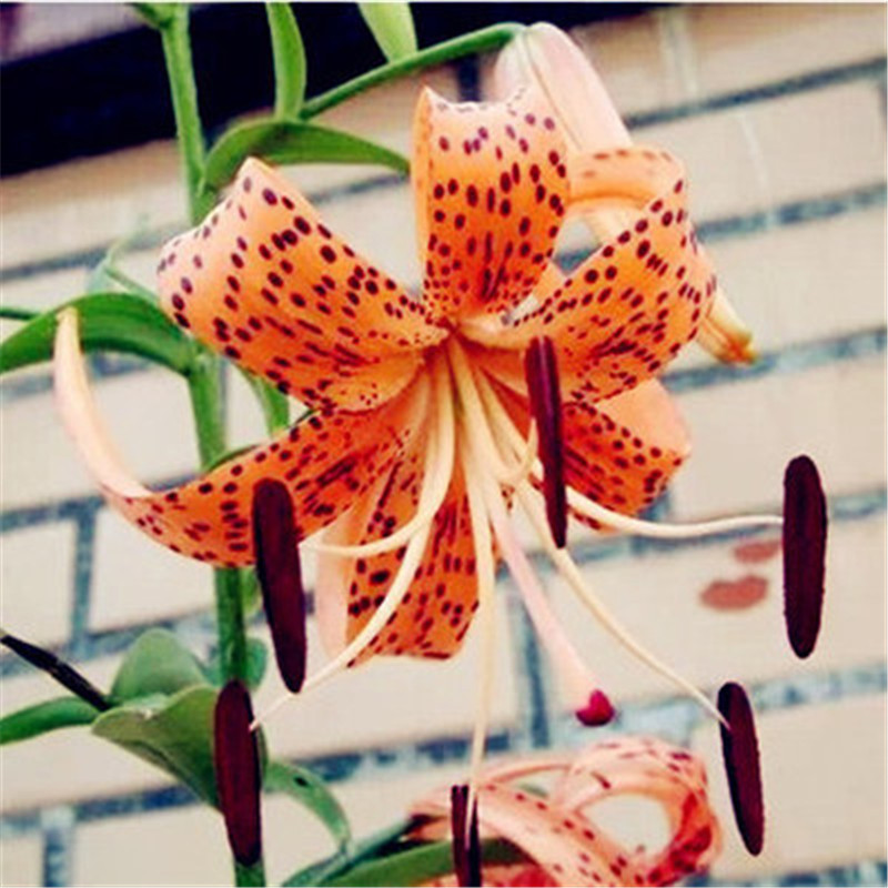 带芽百合花种球 进口香水百合花苗 室内盆栽花卉绿植 花瓣卷丹 带盆