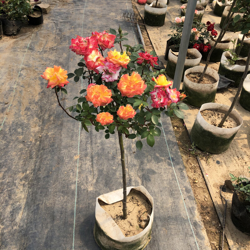 棒棒糖树桩月季花苗嫁接树状月季树桩花苗庭院植物浓香特大朵花卉室内