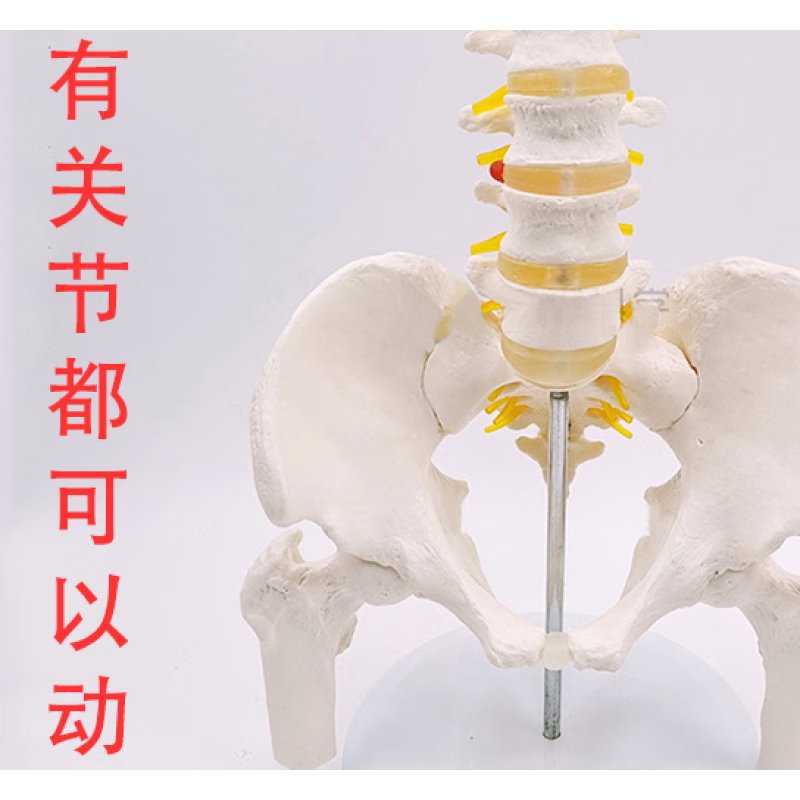 霜魄动态迷你女性骨盆模型腰椎可动关节小产后康复用人体盆骨骨骼摆件