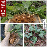 水田七野生新鲜全株500克水虾公水三七土三七屈头鸡 500g