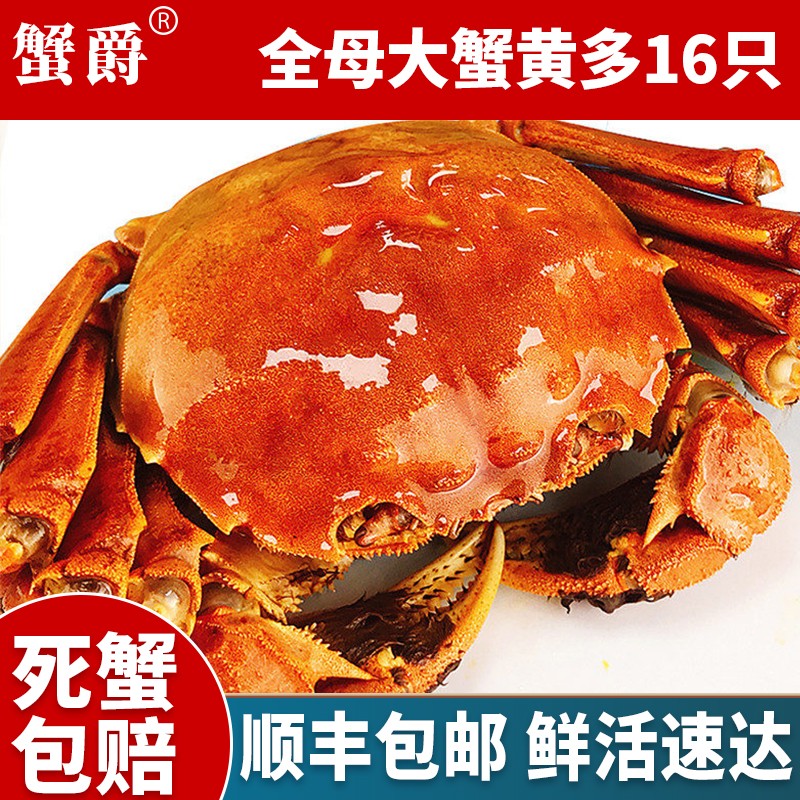 【活蟹】蟹爵 全母16只2.3-2.6两大闸蟹  大蟹鲜活 