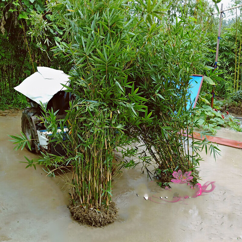心头肉慈孝竹  庭院户外慈孝竹子苗植物室内凤尾竹大型客厅盆栽丛生