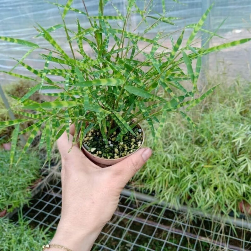 卉双四季常青日本稀有虎斑竹盆栽清新翠绿盆景姬翠竹斑纹竹盆栽苗