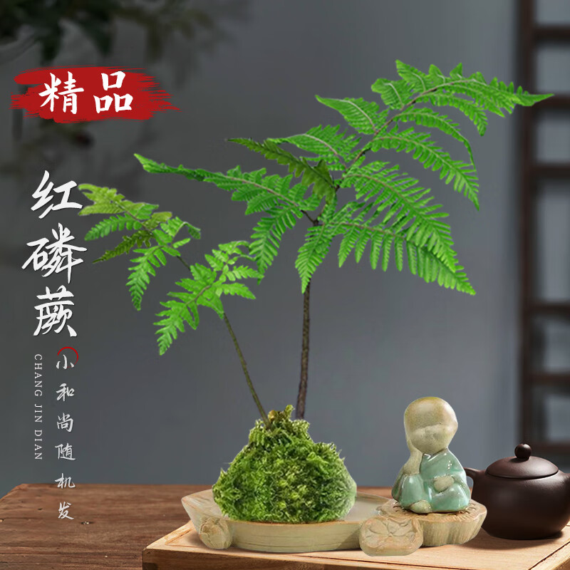 ����һ�������ާ̦޺��ˮ��ֲ��һҶާ��������������ʽ�����辰��Ҷ��ֲ ����ާ+̦޺+Ӫ��Һ+������+���� 45Ԫ