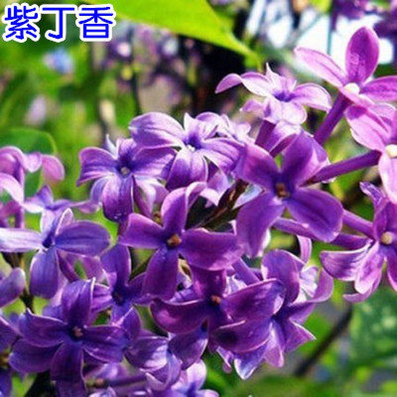 丁香花树苗盆栽地栽开花浓香四季庭院紫丁香花苗花卉北方耐寒植物