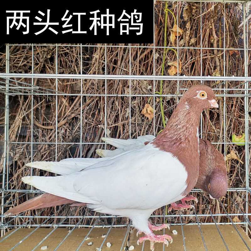 鸽子活体 一对 观赏鸽子 淑女 秀 两头乌 凤尾  点子 所见即所得(红