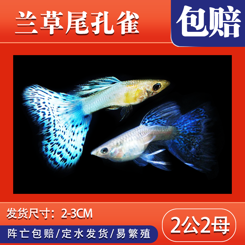 孔雀鱼凤尾鱼繁殖美国全红巴西红冰蓝礼服豹点活体小型鱼 兰草尾2公2