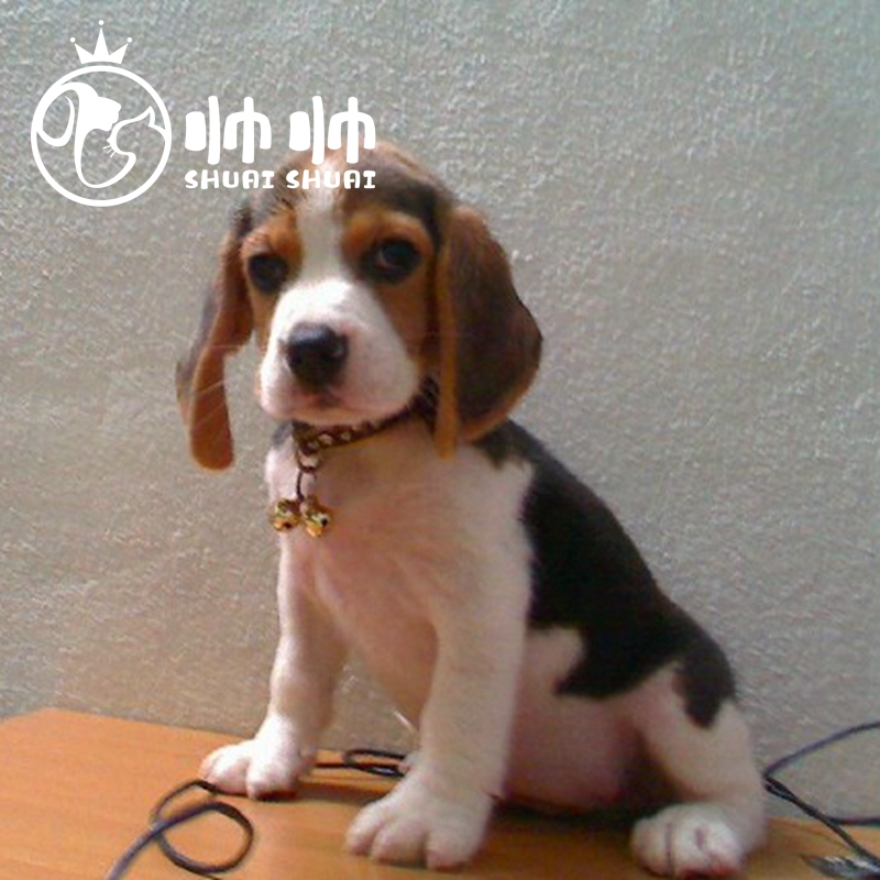 帅帅名宠北京出售帅比格犬小型短毛犬保纯种活体宠物幼犬  英国小猎犬