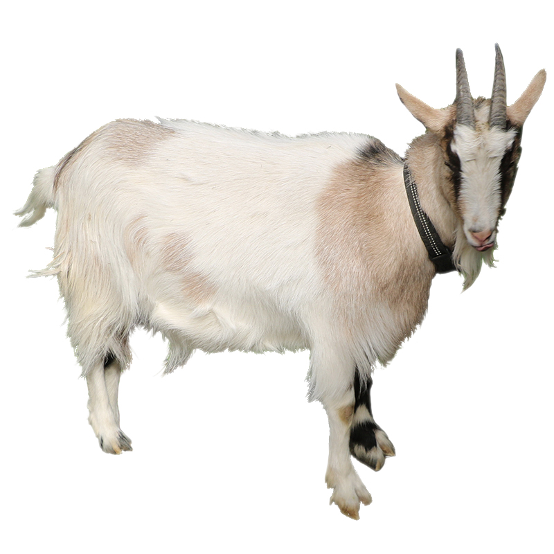 蹄羊 相关京东优惠商品 3 价格图片品牌优惠券 虎窝购