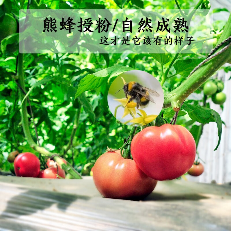 北菜园有机西红柿番茄约350g有机新鲜蔬菜【进店多样加购】沙瓤多汁番茄