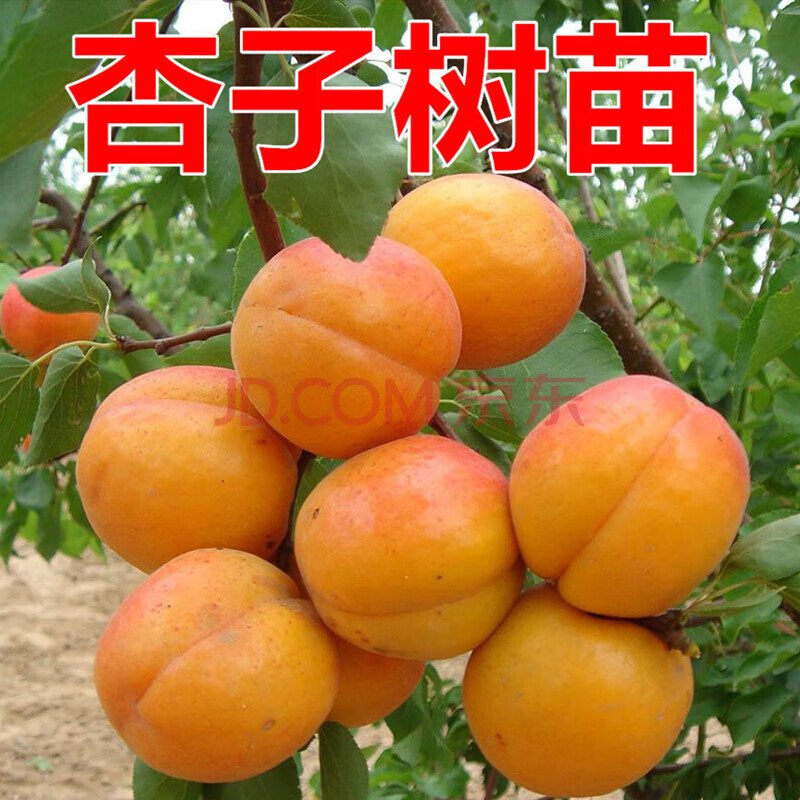 杏子树苗嫁接特大庭院地栽南北方四季种植早熟当年结果杏梅苗树 丰园