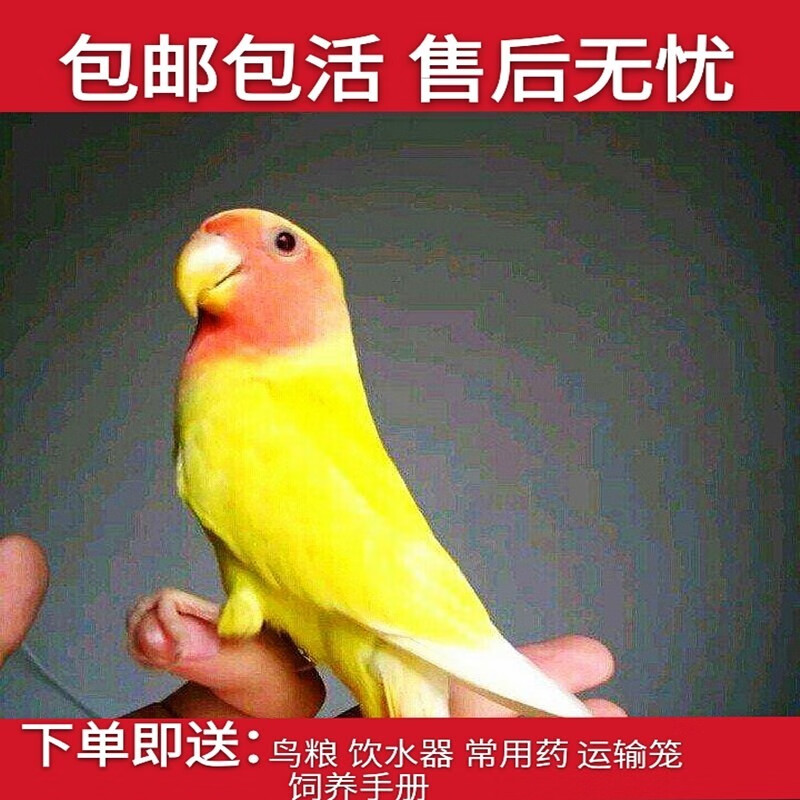 黄桃牡丹鹦鹉一只(公母备注)