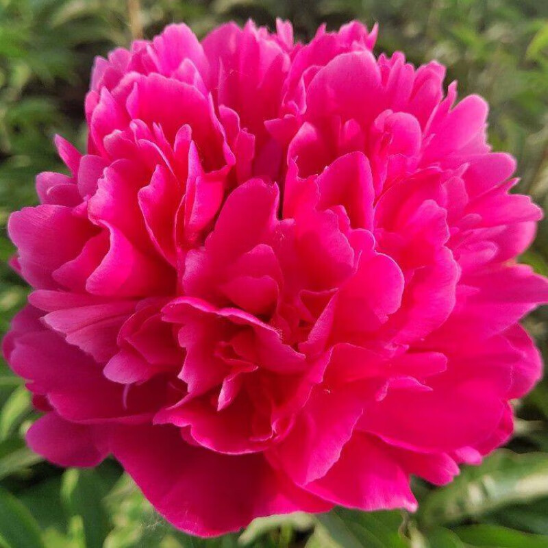 睿格达芍药花树苗精品芍药花苗重瓣大花盆栽种根块室内庭院四季易活